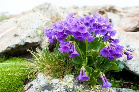Alpine flowers Foto stock