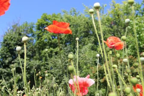 Alpine flowers. Stock-Fotos