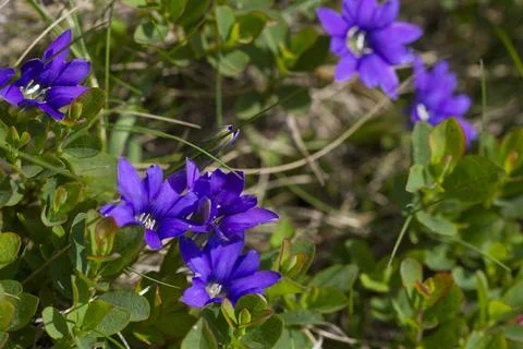 Alpine flowers Stock Photos