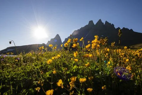 Alpine flowers Stock Photos