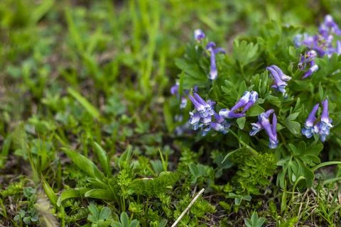 Alpine flowers Stock Photos