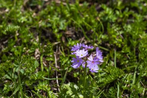 Alpine flowers Stock Photos