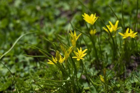 Alpine flowers Stock Photos