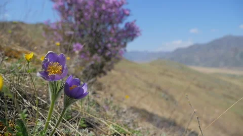 Alpine flowers in the wind 2 Stockbeeldmateriaal 49840155
