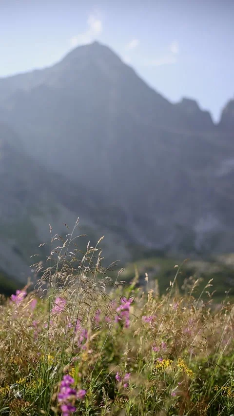 Alpine flowers on wind in High Tatras Slovakia. Vídeos de archivo 337136228