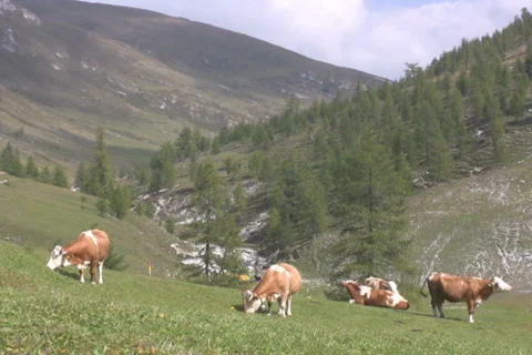 Alpine Stock Footage 1044256