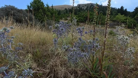Alpine forest floor with herbs shrubs and meadows near high mountain peak Stock Footage 327560386