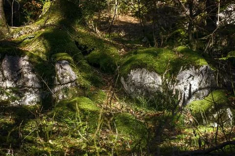 Alpine forest floor in partial shade with moss overgrown rocks, bushes and tr Photos