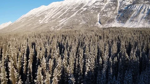 Alpine Forest Flyover Video stock 84904561