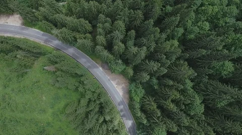 Alpine Forest Video stock 94570516