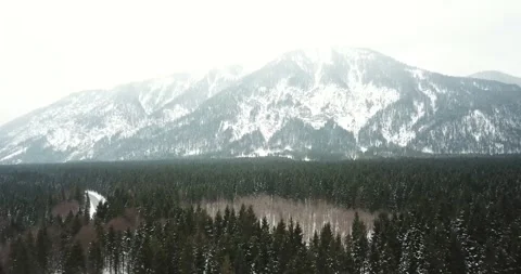 Alpine forest Stock-Footage 146799090