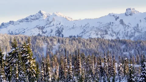 Alpine Forest Stock-Footage 315114959