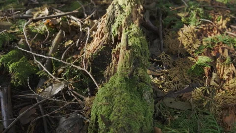 Alpine Forest ground moss growing on a root. Stock Footage 251397559