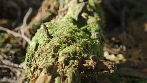 Alpine Forest ground moss on a misty morning Stock Footage 251398096