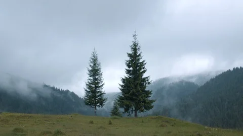 Alpine forest landscape with two central pine trees Stock Footage 94958280