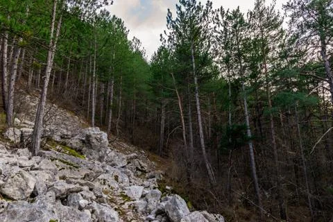 An Alpine forest landscape view with the cloudy sky in the background and bou Stock Photos
