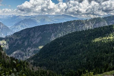 Alpine Forest Layers Stock Photos