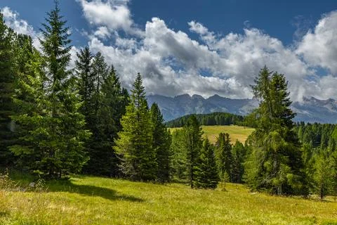 Alpine Forest Layers Stock Photos