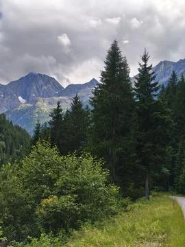 Alpine Forest With Mountain Peaks Background View 스톡 사진