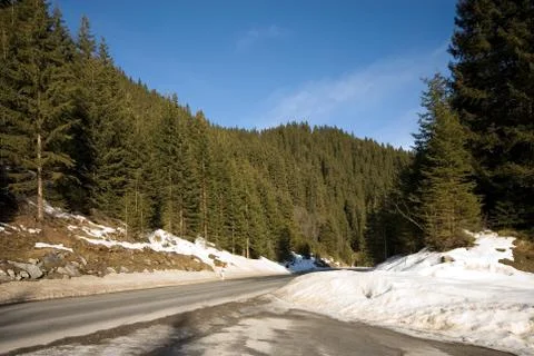 Alpine Forest Foto stock