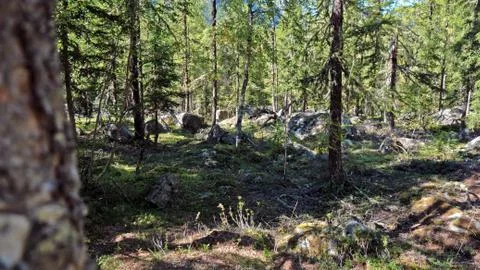 An alpine forest of pine trees, moss and heavily wooded forest floor. Stock Photos