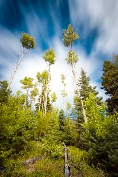 Alpine Forest with Streaking Clouds Stock Photos