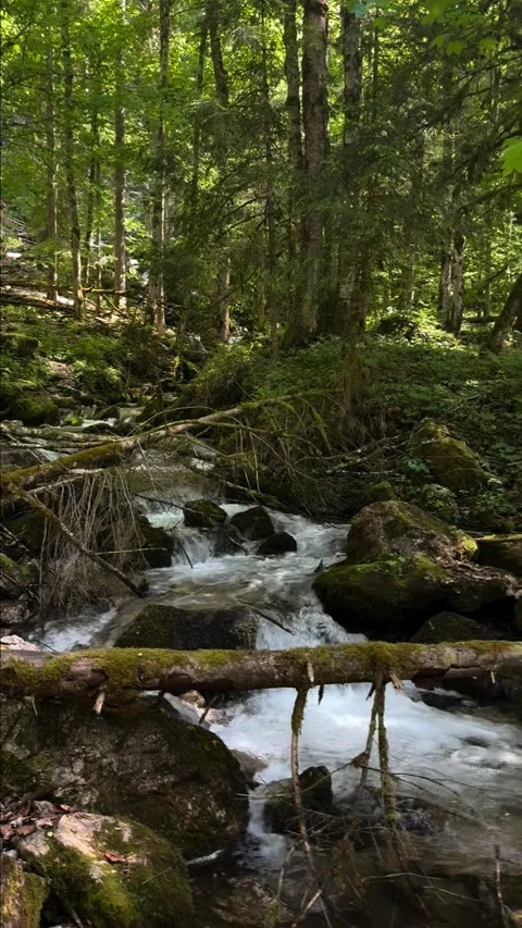 Alpine forest stream flowing over mossy rocks in Berchtesgaden Stock Footage 341768872