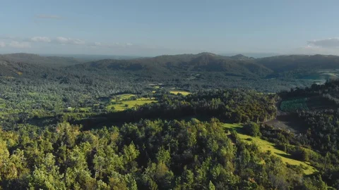 Alpine forest in summer Video stock 117338770