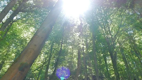 Alpine forest with tall trees with sunlight passing through its leaves Stock Footage 124231965