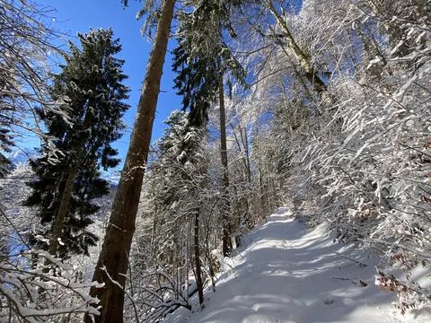 Alpine forest trails in a typical winter environment and under deep snow cover Stock Photos