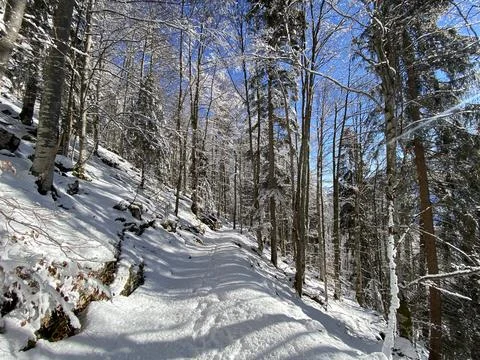 Alpine forest trails in a typical winter environment and under deep snow cover Stock Photos
