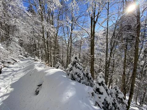 Alpine forest trails in a typical winter environment and under deep snow cover Stock Photos