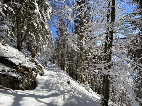 Alpine forest trails in a typical winter environment and under deep snow cover Stock Photos