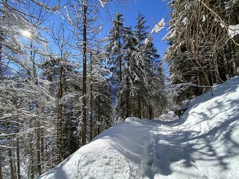 Alpine forest trails in a typical winter environment and under deep snow cover Stock Photos