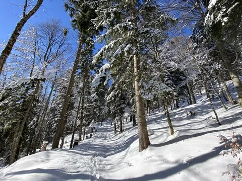 Alpine forest trails in a typical winter environment and under deep snow cover Stock Photos