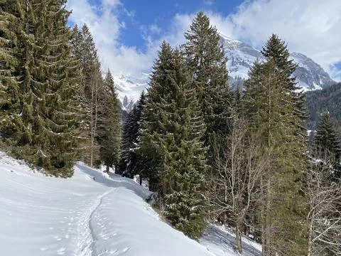 Alpine forest trails in a typical winter environment and under deep fresh snow Stock Photos
