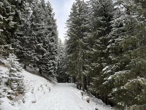 Alpine forest trails in a typical winter environment and after winter snowfall Stock Photos