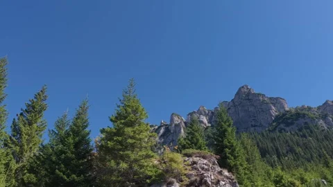 Alpine forest trees with clear blue sky and mountains Stock Footage 328122996