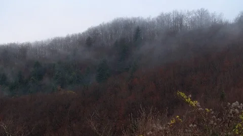 Alpine forest view Stock Footage 98034227