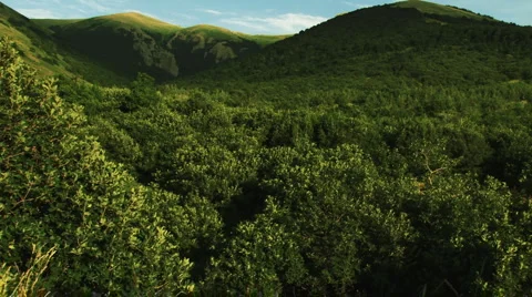 Alpine Forests Stock Footage 999384