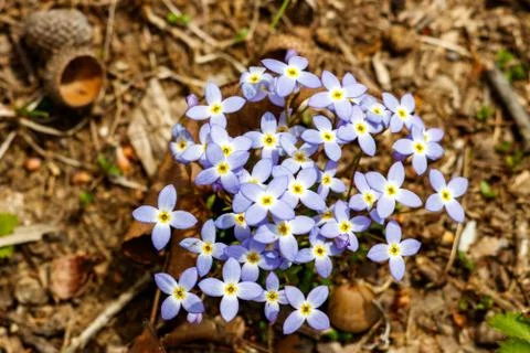 Alpine Forget-me Not Stock Photos