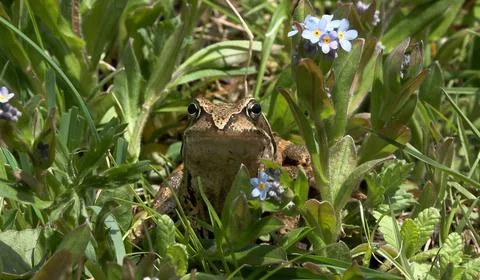 Alpine frog or mountain frog (Rana temporaria) Stock Photos