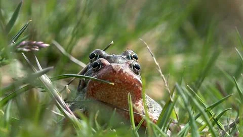 Alpine frog or mountain frog (Rana temporaria) Stock Photos