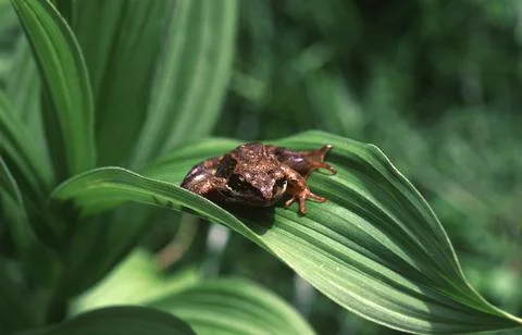 Alpine frog or mountain frog (Rana temporaria) Rana temporaria Stock Photos