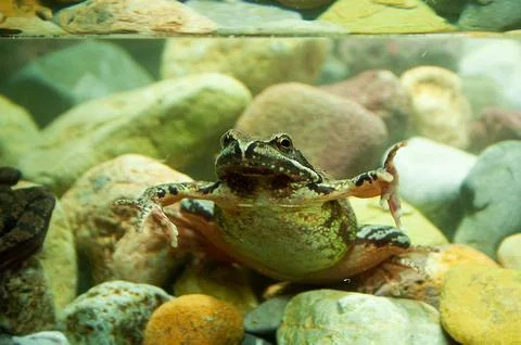 Alpine frog or mountain frog (Rana temporaria) Rana temporaria Stock Photos