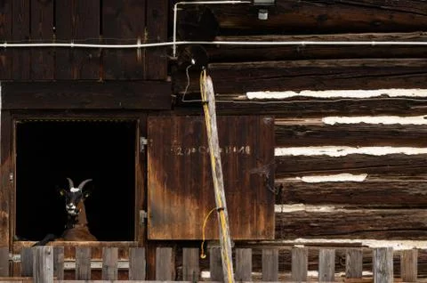 Alpine goat looking through a barn window on a farm. Stock Photos
