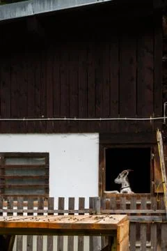 Alpine goat looking through a barn window on a farm. Stock Photos