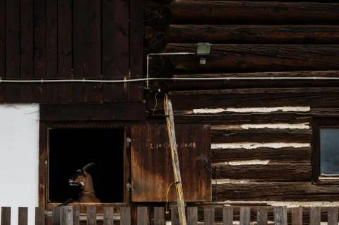 Alpine goat looking through a barn window on a farm. Stock Photos