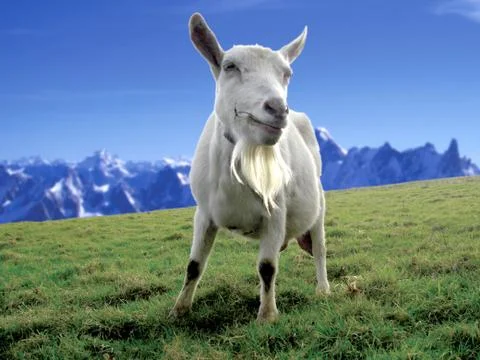 Alpine goat Stock Photos