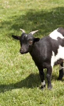Alpine goat Stock Photos